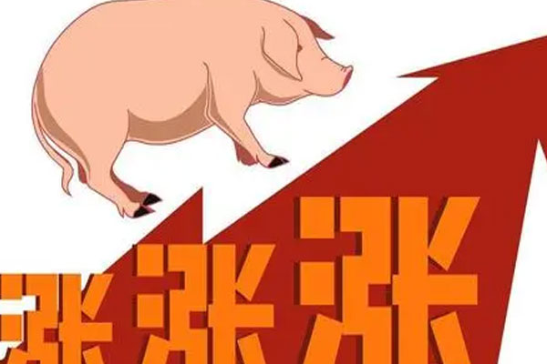 生猪价格“涨”声不断，突破22000元/吨创近1年新高